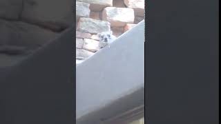 Small Hyrax Screaming (ORIGINAL)