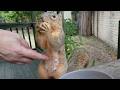 Pillsbury Doughsquirrel I Try To Boop Cutie S Belly
