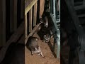 #raccoons make me happy. All 17 of them.
