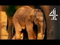 Baby Elephant Abandoned By Mother Immediately After Birth | The Secret Life Of The Zoo