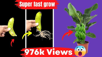 Unique Skill How to grow banana tree from banana leaves || Banana trees are made from bananas