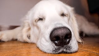 Snoring Retriever: Funny Sleeping Dog Bailey