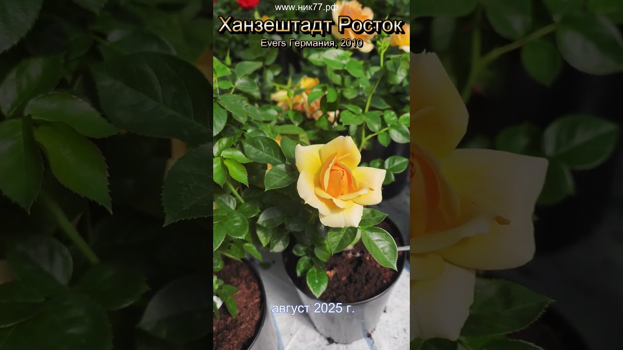 Эта флорибунда цветет лучше всех в средней России 