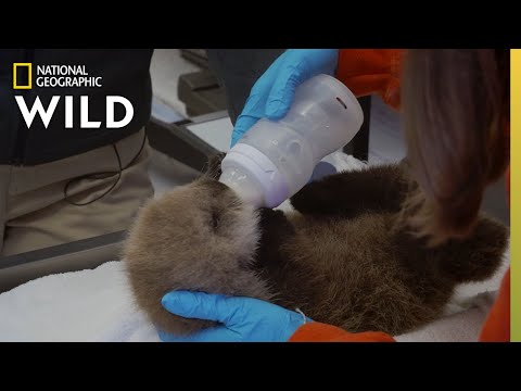 Video: Pet Scoop: Orphaned Otter Pup dobiva novi dom, Panda trojke okrenuti 100 dana staro