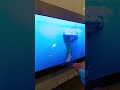 OLED #shortvideo #4ktv #samsungledtv #tv #samsungtv