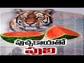 TTD Bans Watermelon In Tirumala For a Shocking Reason : Tirupati