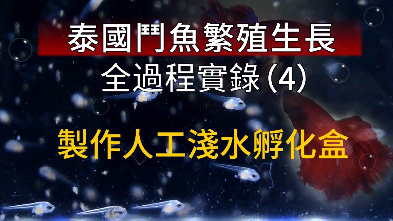 鬥魚繁殖成長全記錄 4 鬥魚人工浅盤孵化製作鬥魚卵淺水孵化盒繁殖打架魚技巧betta Fish Breeding Youtube