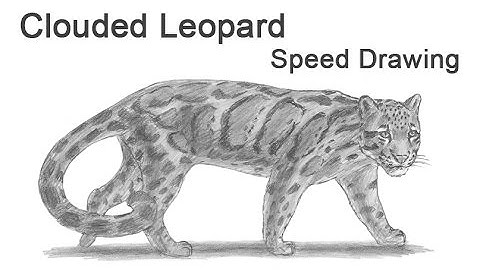 Clouded Leopard Time-lapse (Speed) Drawing