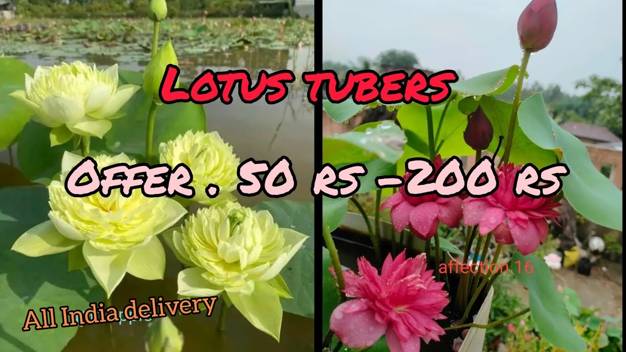 Lotus tubers sale video whatsapp 7034499010