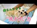 チワワの銀さんによる犬のシャンプーの洗われ方
