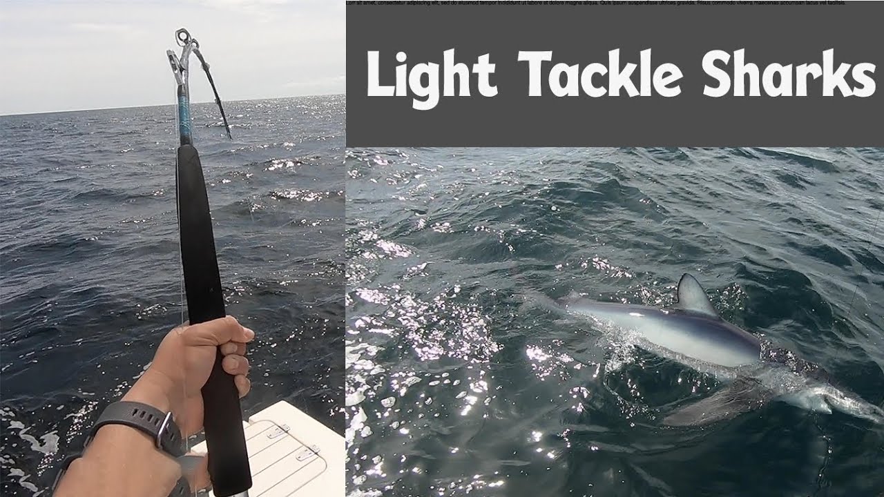 Light Tackle Shark Fishing 