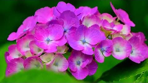 سورة الكهف بصوت القارئ خالد المهنا