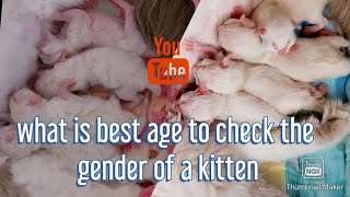 How to check the gender of a kitten and the best age to check. by Happy Cats PH 507 views 3 years ago 4 minutes, 39 seconds