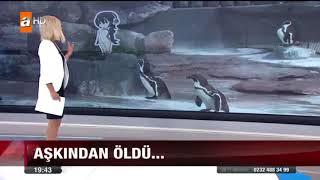 PENGUEN AŞKINDAN ÖLDÜ...