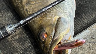 Casting lures for freshwater Barra.
