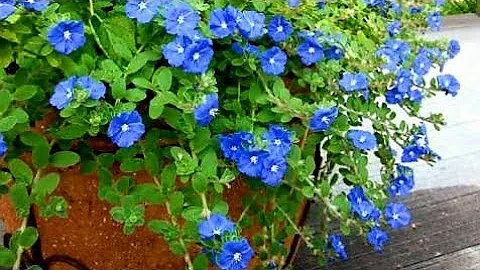 Como regar a planta azulzinha?