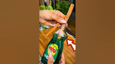 This cinnamon trick will change your #HomeTip #PestControl #NaturalRemedy #Cockroaches #Mosquitoes