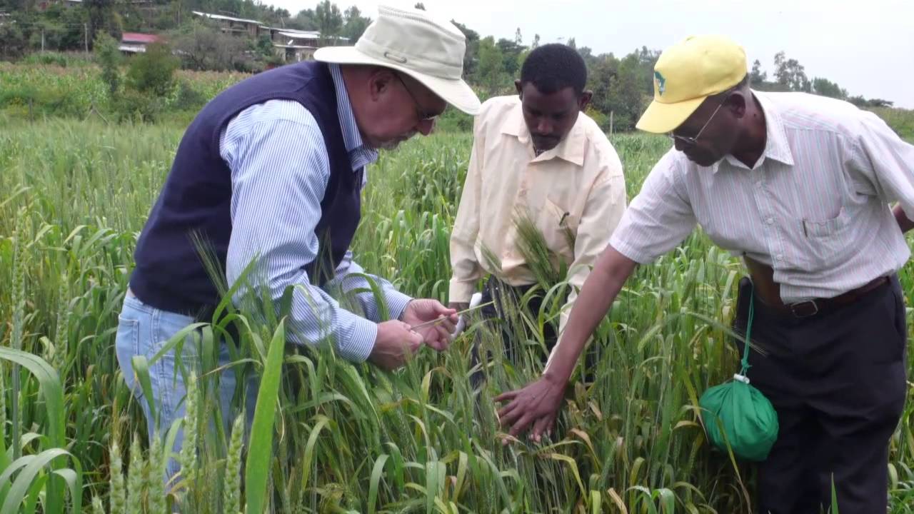 The DRRW Project in Ethiopia - Capacity Building, Collaboration, and New Wheat Varieties for Farmers