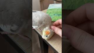 Люси Пришла Чесаться 🐥 Милый Попугай Корелла #Животные #Cockatiel #Parrot  #Попугаи #Корелла #Pets