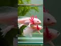 #Axolotl #Pet #Aquatic