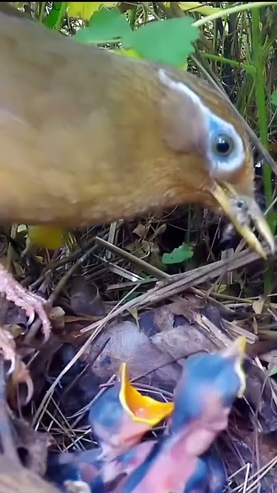 indukan burung Wambi cina meloloh anaknya#short #birds #kicaumaniataiwan