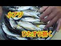 【釣り人必見！！】小アジをひたすら捌く動画!!