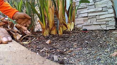 Como fazer a poda da Strelitzia?