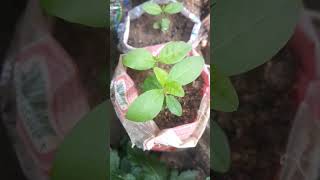 Psychotria Viridis#planta #shorts#natureza