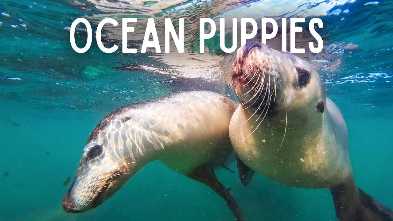 Swimming with WILD Sea Lions in Jurien Bay | Bucket-List Western Australia Adventure