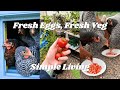 Fresh Eggs &amp; Veg - Simple Living in Scotland