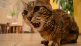 Кошка - курильский бобтейл Диана... Кошка - курильский бобтейл Диана...