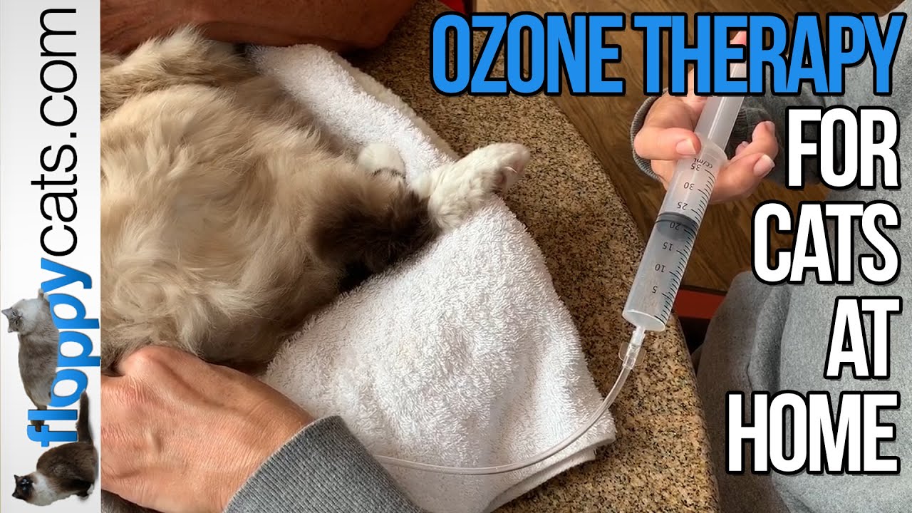Ozone Therapy for Cats at Home How to Do Rectal Ozone on a Cat YouTube