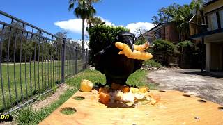 Ravens feeding time