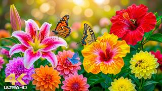 Colorful Flower Landscapes 4K 🌼 Morning Light & Soft Nature Sounds | Relaxation screenshot 4