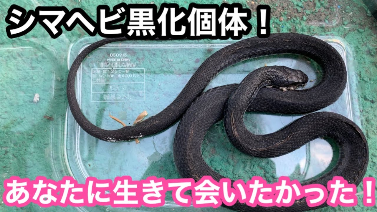 クロヘビに遭遇 恐怖 Youtube クロヘビに遭遇 恐怖 Youtube