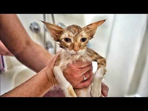 Video: Paralysis Ntawm Lub Ntsej Muag Nyob Rau Hauv Cats
