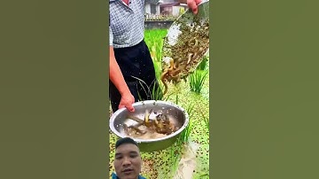 Nuôi Cá Chạch Trong Ruộng Lúa #satisfying
