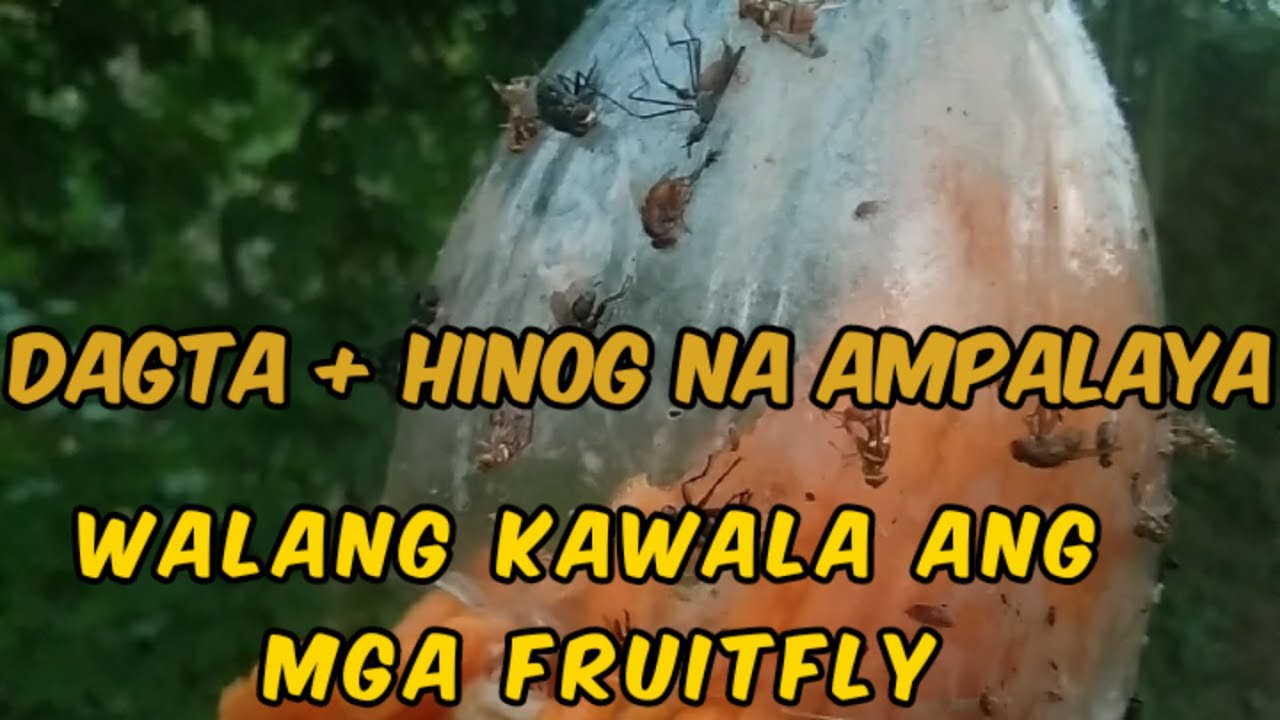Home Made Fruitfly Sticker Trap Upgraded| Natural Attractant using Ripe ...