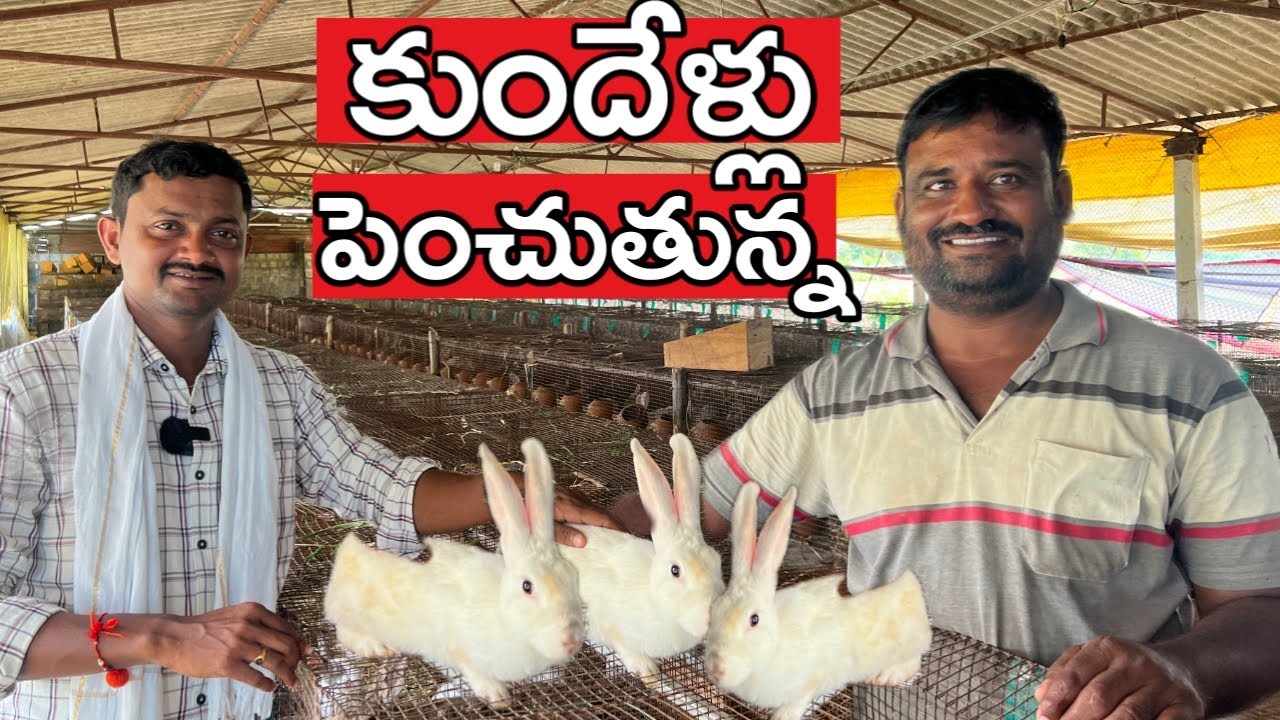 7 రకాల కుందేళ్లు 3 ఏండ్లుగా పెంచుతున్న | Rabbit Farming | రైతు బడి
