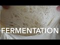 The SCIENCE Behind FERMENTATION Of NEAPOLITAN PIZZA The SCIENCE Behind FERMENTATION Of NEAPOLITAN PIZZA