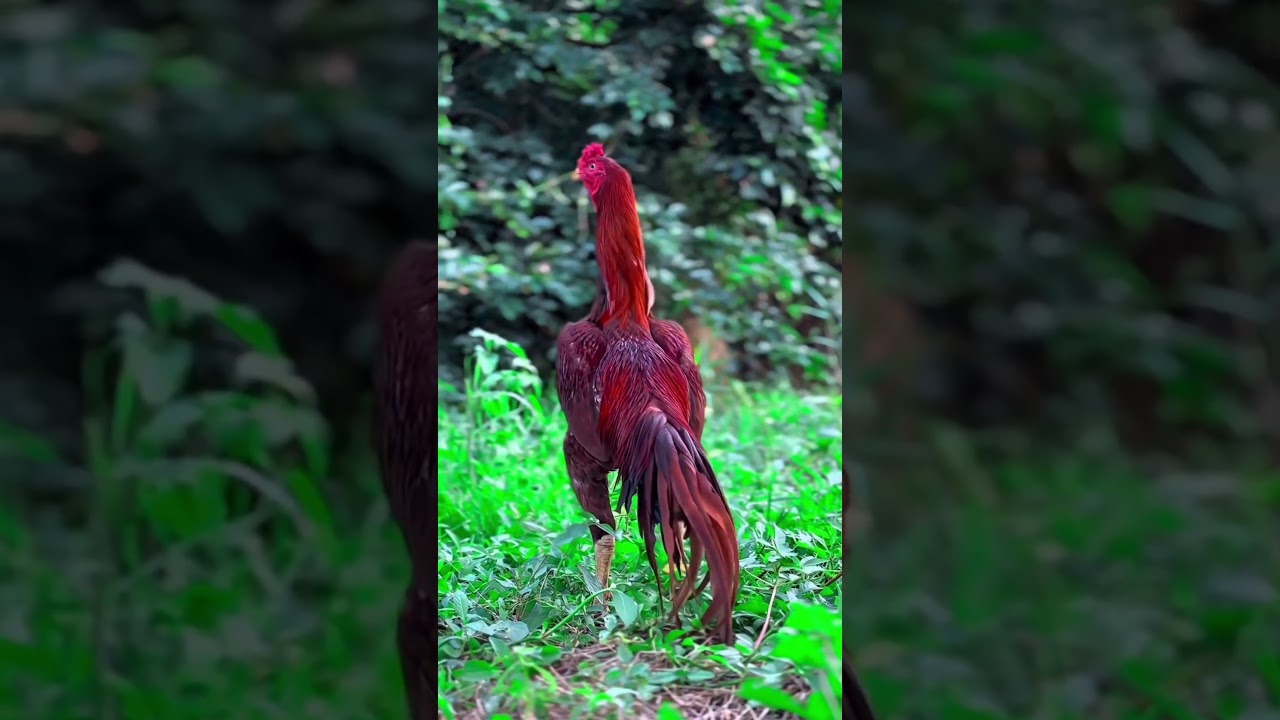 "ताकत का असली बादशाह 🐓💪"