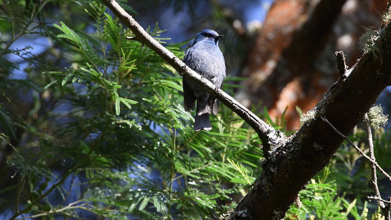 Nilgiri Flycatcher 