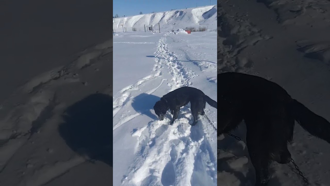 Шел второй день масленичной недели (17февраля26г.))