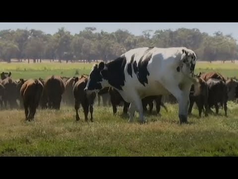 تصویری: چگونه می توان وزن گاو نر را فهمید