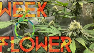 Growing Photoperiod Cannabis in a closet with Gaia green & Blumats! Week 6 flower!