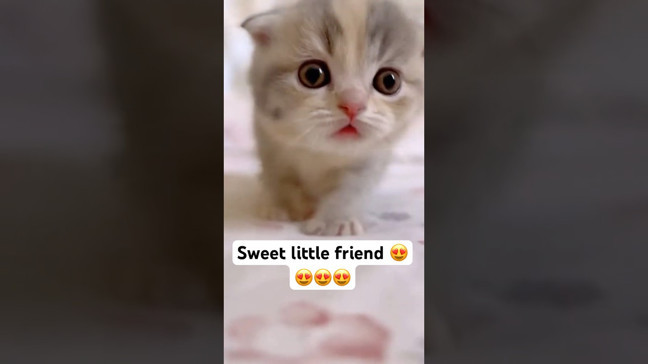 This Tiny Kitten's Meow Will Melt Your Heart! 🥺 