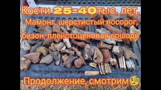 Продолжение😜 кости 25-40тыс. лет. Мамонт, шерстистый носорог, бизон, плейстоценовая лошадь.