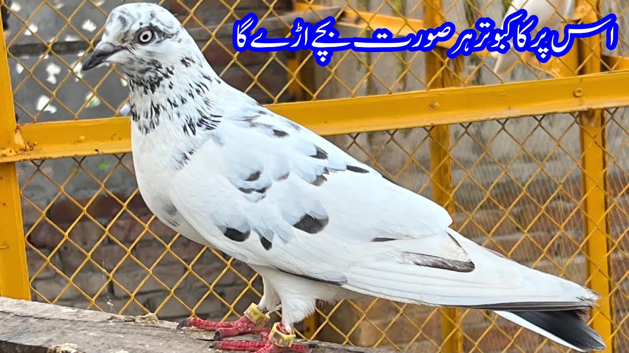 Aisay Par Ka Kabootar Lazmi Bache Udey Ga || Afzaal Pigeons