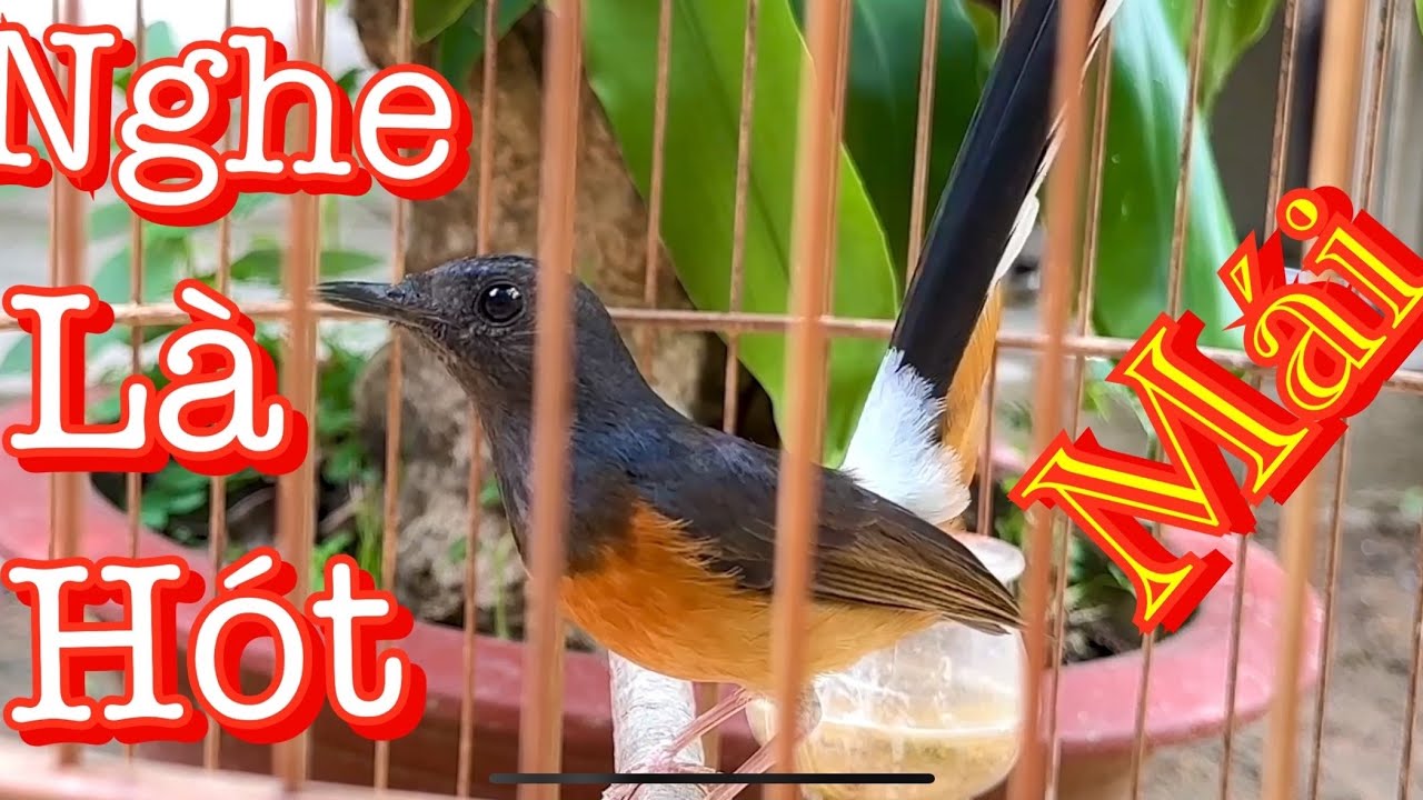 Lửa mái đập đuôi sàng kèo giọng hay bổi nghe thái độ ngay .