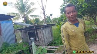 Download Lagu KABAR BARU DARI LAHAN PAK KAMTO WARGA TRANSMIGRASI SEPUNGGUR KALIMANTAN UTARA  MP3